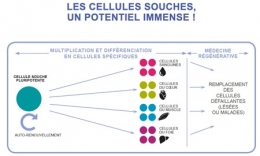 cellules souches,cellules souches adultes induites,ips,cseh,rétine,cancer