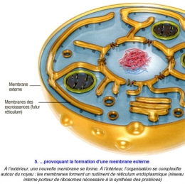 Cellule-eucaryote-5-450.jpg
