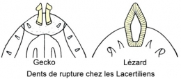 reptiles,sauriens,lacertidés,lézard ocellé