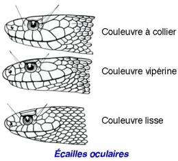 Couleuvre-collier_écailles-450.jpg