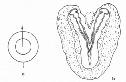 Fig-8-450.jpg