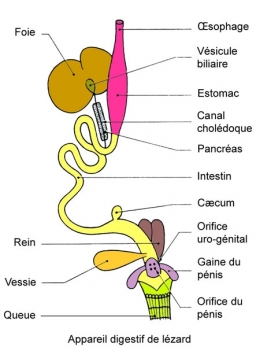 reptiles,sauriens,lacertidés,lézard ocellé