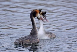 dominique delfino,photographe naturaliste et animalier,grèbe huppé,pays de montbéliard,bavans