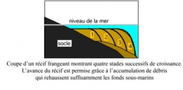 01Récif_frangeant1-1.jpg