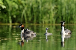 dominique delfino,photographe naturaliste et animalier,grèbe huppé,pays de montbéliard,bavans