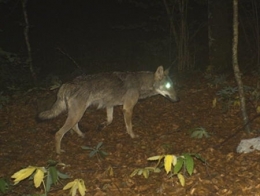 loup,jura,prédateurs