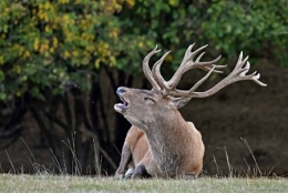 brame du cerf,dominique delfino,photographe naturaliste et animalier