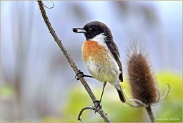 dominique delfino,photographe naturaliste et animalier tarier pâtre,plateau de brognard,pays de montbéliard