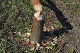 castor fiber,castor canadensis,bièvre,pascal juif