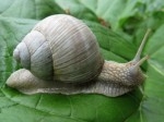 Helix_pomatia_L_48-1.jpg