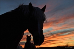 dominique delfino,photographe naturaliste et animalier,pays de montbéliard,paysage automnal,