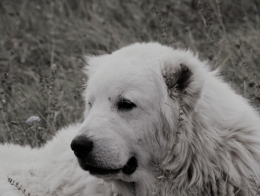 loup,attaques,prédateurs,patou,montagne des pyrénées,chien des pyrénées