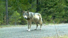 biologie loup,france,alpes,massif jurassien,vosges,mercantour