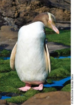 amérique du sud,argentine,patagonie,oiseaux,manchots,spheniscidae