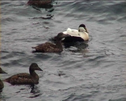 Eider_couple2.jpg