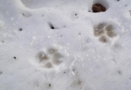 loup,jura,prédateurs,retour du loup,massif jurassien,foncine le haut