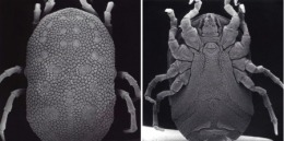 Ornithodoros_amblus,_femelle_faces dorsal-ventrale_NTC649_1.jpg