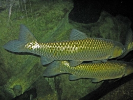 chevaine04-1.jpg