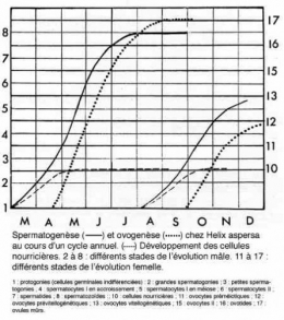 Fig_C_cycle_annuel_gamétogenèse1.jpg