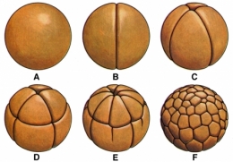 01-œuf-batracien-segmentation.jpg