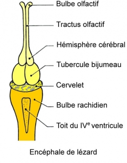 reptiles,sauriens,lacertidés,lézard ocellé