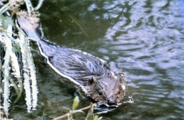 castor fiber,castor canadensis,bièvre,pascal juif