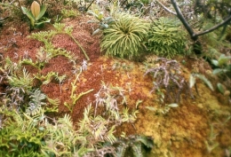 Guadeloupe_Soufrière1975_039.jpg