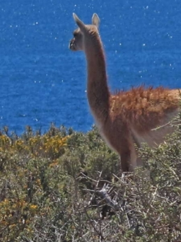 Guanaco_Argentine_0797-1.jpg