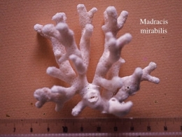 039Madracis mirabilis2-1.jpg