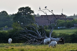 dominique delfino,photographe naturaliste et animalier,cigognes,vallée de la bourbeuse,territoire de belfort