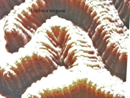 070Diploria strigosa2-1.jpg