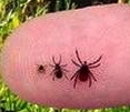 Ixodes ricinus-1.jpg