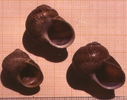 Helix_aspersa_taille50-1.jpg