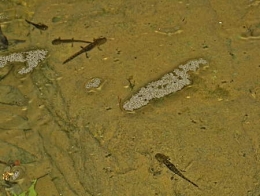 Salamandres_larves_1.jpg