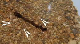nematomorpha,gordiidae,parasites manipulateurs