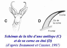 Antilope-et-corne-225.jpg