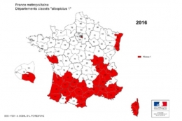 moustique-tigre,aedes albopictus,dengue,chikungunya,zika,hugo jalinière,sciences et avenir