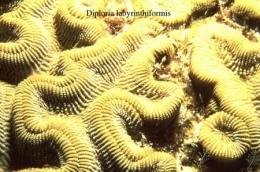 067Diploria labyrinthiformis2-1.jpg