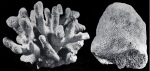 38_Madracis-formosa_03-1.jpg
