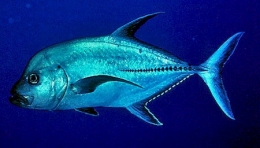 caranx_lugubris-1.jpg