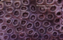 052_Montastrea cavernosa_02-1.jpg