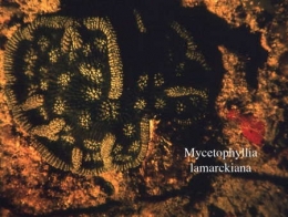 058Mycetophyllia lamarckiana2-1.jpg