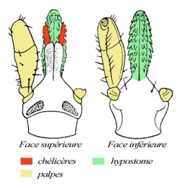 tique,ixode,maladie de lyme,parasitologie,ectoparasites,vecteurs de maladie,acariens,arachnides,arthropodes