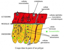 01paroi_polype-1.jpg