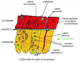 01paroi_polype-1.jpg