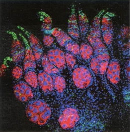 Wolbachia-450.jpg