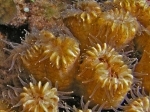 30Eusmilia_flabellata-1.jpg