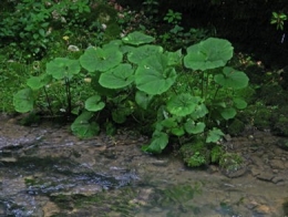 Chapelière, Herbe aux teigneux (Petasites hybridus)_1491.jpg