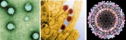 aedes albopictus,moustique tigre,dengue,chikungunya