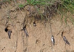 dominique delfino,photographe naturaliste et animalier,pays de montbéliard,Allenjoie,hirondelle de rivage,riparia riparia